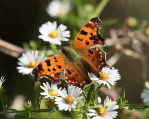 Eastern Comma
