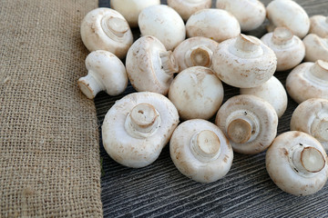 edible culture mushroom

