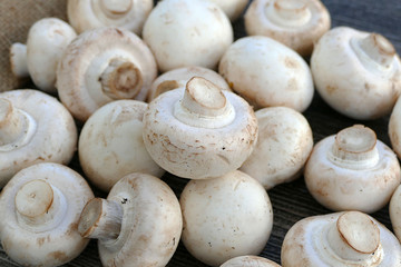 edible culture mushroom

