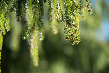 Fototapeta premium Pine Branch