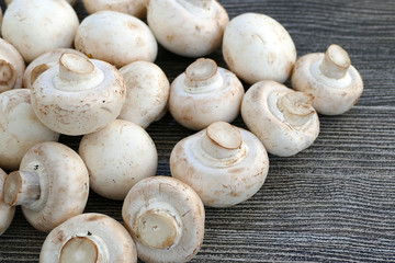 edible culture mushroom

