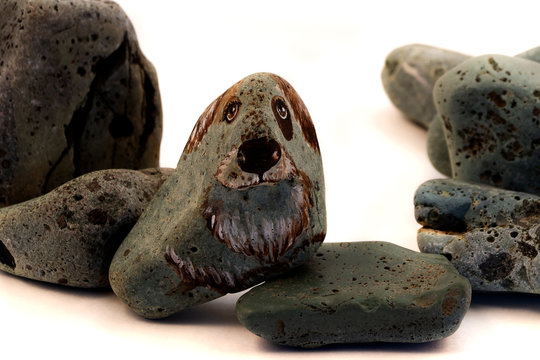 Picture of a sad dog with a sad look on the surface of the stone from the sea shore.