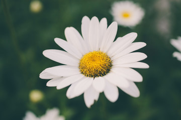 Daisy bloom