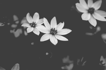 Fototapeta na wymiar Black and white blossom