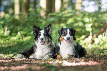 Zwei Australian Shepherd 