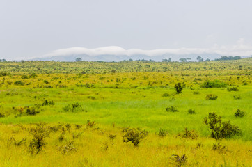 Fototapeta na wymiar Rolling hills, lush green grass and soft white clouds in countryside of Republic of Congo, Central Africa