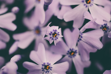 Obraz premium Phlox flowers