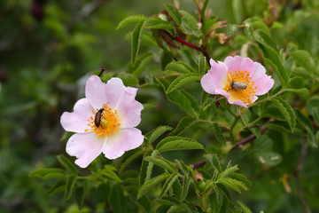 Obraz na płótnie Canvas rosehip collect bee pollen from flowers.