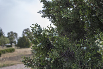 A Foliage Close Up and Sky