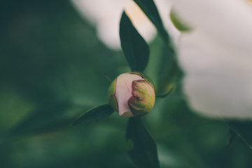 Peony blossom