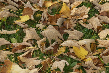 Ahornblätter Ahornlaub Blattunterseite © manuela_merl