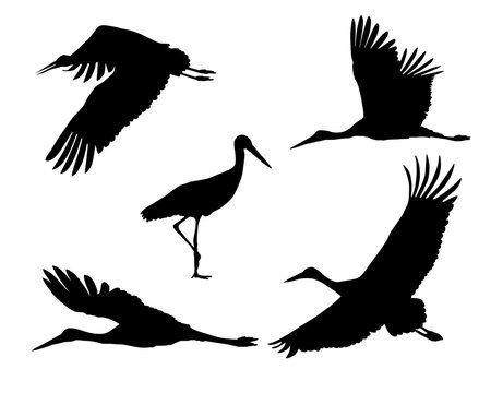 Set of realistic silhouettes stork or heron, flying and standing