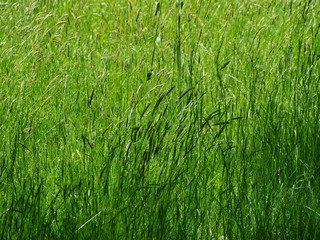 Grass