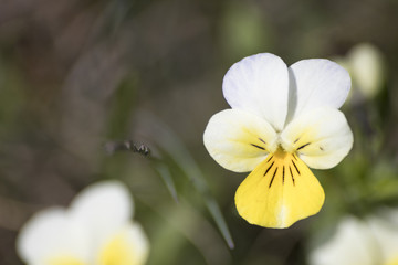 Viola flower yellow and white detailed in a grass