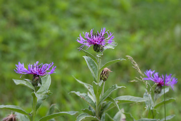 Flowers / Cornflowers on a green background