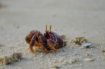 Purple crab crawling out of hole in sand at beach in northern Senegal, Africa