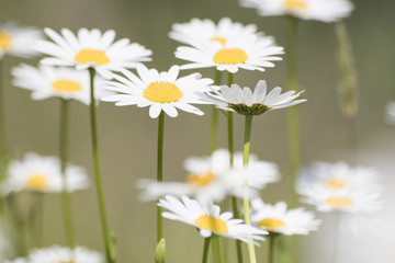 Bellis perennis, grass full of white and yellow daisy flowers during spring © Luca Rossatti