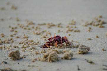 Purple crab crawling out of hole in sand at beach in northern Senegal, Africa