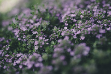 Purple groundcover