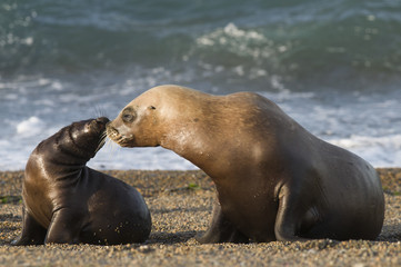 Mother and baby sea lion, Patagonia