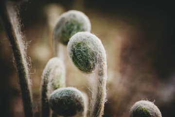 Fototapeta premium Fiddlehead 2018