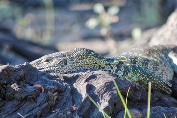 Nilwaran sunbathing at the Chobe River