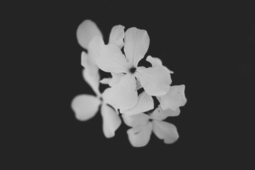 Black and white flower