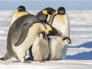 Emperor Penguins on the Frozen Weddell Sea