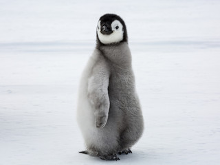 Emperor Penguins on the Frozen Weddell Sea © Roger