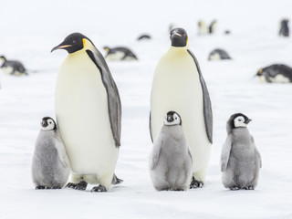 Emperor Penguins on the Frozen Weddell Sea