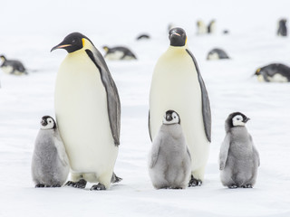 Emperor Penguins on the Frozen Weddell Sea © Roger