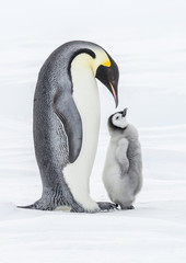Emperor Penguins on the Frozen Weddell Sea
