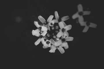Black and white flower