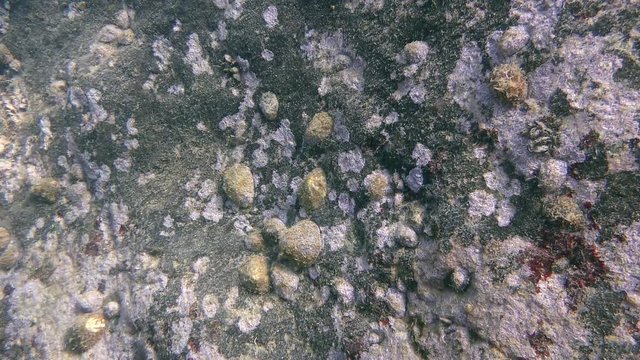 A large number of Common limpet (Patella sp.) on the stone, wide shot.