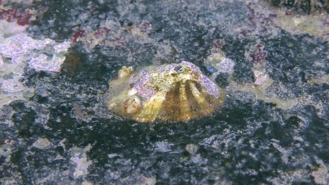 Gastropod Common limpet (Patella sp.) on stone, close-up.