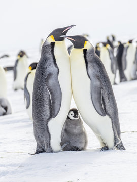 Emperor Penguins on the Frozen Weddell Sea