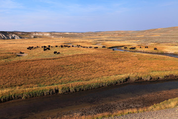 Fototapeta na wymiar American bison in Yellowstone NP, USA 