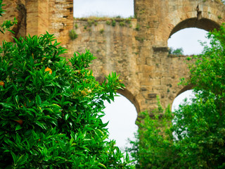 Orange trees plants with ripe fruits.