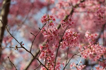 Spring beautiful pink color with trees and blossom.
