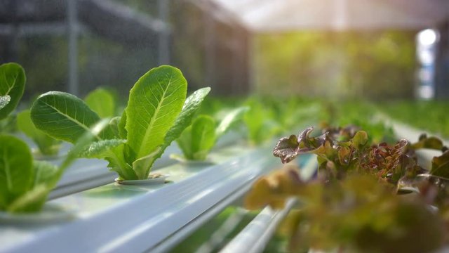 Modern vegetable farm, Water springer, spray watering to hydroponics organic vegetable farm.
