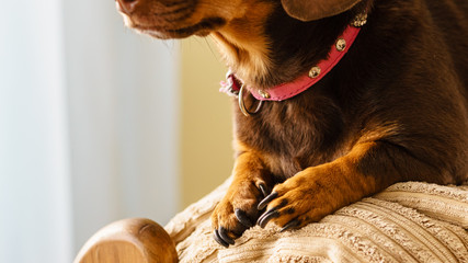 Little dog sitting on couch