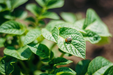 Colorado potato beetle on potato leaves