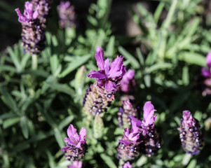 Close up of English lavender (Lavandula angustifolia) in garden