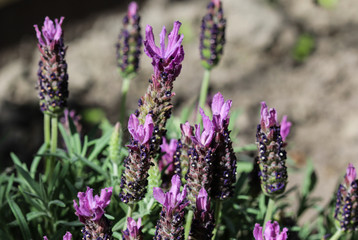 Close up of English lavender (Lavandula angustifolia) in garden