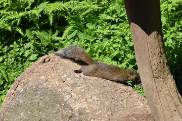 公園のリス