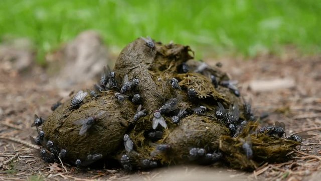 Timelapse of flies on horse dung