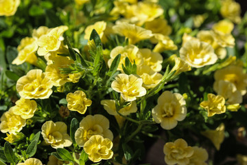 Yellow petunia flower (petunia hybrida)