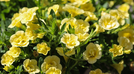 Yellow petunia flower (petunia hybrida)