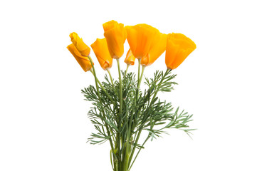 Fototapeta premium Californian poppy isolated