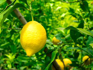 Lemon trees plants with ripe fruits.